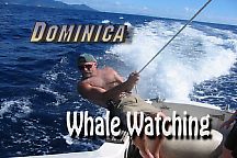 Whale Watching